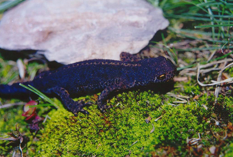 Anfibi d''alta montagna, Spagna-Ichthyosaura alpestris cyreni